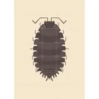 IXXI Woodlouse, Studio Kars + Boom - 100 x 140 cm - Gratis ophangtool - Grote wanddecoratie en posters - Digitale Kunst, Grafisch Ontwerp