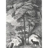 IXXI Deer and Fern, Aster Edition - 60 x 80 cm - Grote wanddecoratie en posters - Vintage, Landschappen, Bossen, Natuur