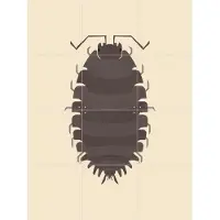 IXXI Woodlouse, Studio Kars + Boom - 60 x 80 cm - Grote wanddecoratie en posters - Digitale Kunst, Grafisch Ontwerp, Illustraties, Minimalisme