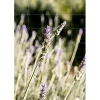 IXXI Lavender Fields, Henrike Schenk - 100 x 140 cm - Gratis ophangtool - Grote wanddecoratie en posters - Fotografie, Naturalisme, Eetkamer