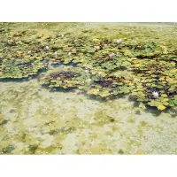 IXXI Green Water Lilies, Pati Photography - 80 x 60 cm - Gratis ophangtool - Grote wanddecoratie en posters - Fotografie, Naturalisme, Eetkamer