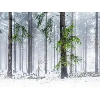 IXXI Panoramic Snow Forest, Jan Becke - 80 x 60 cm - Gratis ophangtool - Grote wanddecoratie en posters - Fotografie, Landschappen