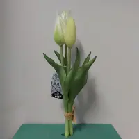 Erutan avon Holland tulp bundel Sally x3 25cm creme