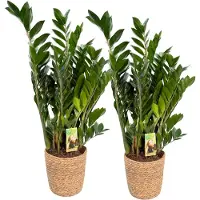 Greenis 2 x Zamioculcas Zamiifolia with Natural Basket, ZZ-plant, Inclusief mand, pot maat Ø21, 90-100cm hoogte, air purifying, kamerplanten, easy to care for , echte planten