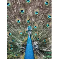 IXXI Peacock in India, Photolovers - 60 x 80 cm - Grote wanddecoratie en posters - Fotografie, Kleurrijk, Slaapkamer, Woonkamer, Natuur, Vogels