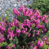GP 18 x Erica carnea 'Rosalie' - Winterheide in C1(liter) pot met hoogte 10-20cm