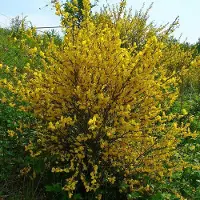GP 12 x Cytisus scoparius - Brem in C2(liter) pot met hoogte 20-40cm