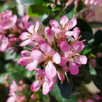 GP 8 x Escallonia laevis 'Pink Elle' - Escallonia in C2(liter) pot met hoogte 20-40cm