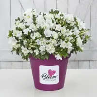GP 4 x Azalea 'Bloomchampion' Wit - Azalea in C3(liter) pot met hoogte 20-30cm