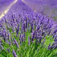 GP 8 x Lavendel Planten Essence Purple Paars XL- Vaste Planten - Tuinplanten Winterhard - Lavandula angustifolia Essence Purple in C2(liter) pot met hoogte 20-30cm