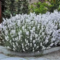 GP 8 x Witte Lavendel XL - Vaste Planten - Tuinplanten Winterhard - Lavandula angustifolia Edelweiss in C2(liter) pot met hoogte 10-30cm
