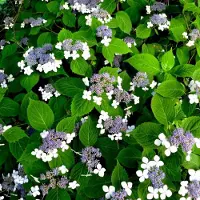 GP 4 x Hydrangea serrata 'Bluebird' C2 - Schermhortensia in C2(liter) pot met hoogte 20-30cm