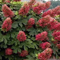 GP 12 x Hydrangea quercifolia 'Ruby Slippers' C2.5 - Eikenbladhortensia in C2.5 (liter) pot met hoogte 30-40cm