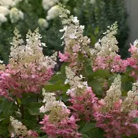 GP 12 x Hydrangea paniculata 'Pinky Winky' - Pluimhortensia in C2(liter) pot met hoogte 20-30cm