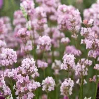 GP 4 x Roze Lavendel XL - Vaste Planten - Tuinplanten Winterhard - Lavandula angustifolia Rosea in C2(liter) pot met hoogte 10-30cm