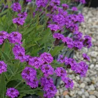 GP 4 x IJzerhard rigida XL - Verbena rigida in C2(liter) pot met hoogte 10-30cm