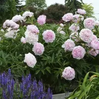 GP 12 x Pioenroos Roze - Paeonia lactiflora 'Sarah Bernhardt' in C1(liter) pot met hoogte 0-30cm