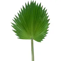 Easyplants | Kunstblad Washingtonia 83cm | Zijde | Nepbloemen | groen | Onderhoudsvrij | Kant-en-klaar