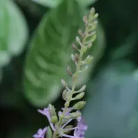 Maxifleur Kunstplanten Kunst Lavendel tak 75cm Paars