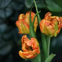 Maxifleur Kunstplanten Kunst Tulpenbos RT 40cm Oranje