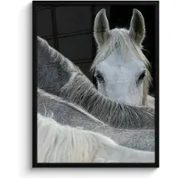 PosterMonkey Poster in lijst - Fotolijst 50x70 cm - Posters - Paarden - Dieren - Zwart - Wit - Posterlijst zwart - Decoratie - Wanddecoratie woonkamer - Muurdecoratie slaapkamer