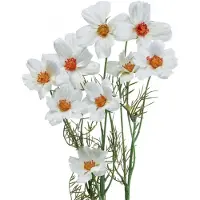 Viana Kunstbloemen Cosmea witte zijden bloemen H51cm 3 st