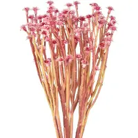 Viana Currykruid Immortelle Kunstroze L28cm 12 stuks 1 bos