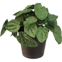 Viana Peperomia Green Twist - Robuuste, decoratieve kamerplant in een pot va