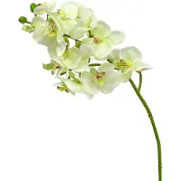 Viana Orchidee lichtgroen 56cm 6st, 6 Stück
