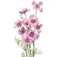 Viana Cosmea sieradenmand paars kunstbloemen zomer 51cm 3st