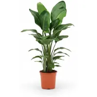 Plantenwinkel.nl Strelitzia nicolai P kamerplant