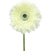 Viana Gerbera kunst wit 62cm 6 st, 6 Stück