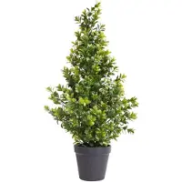 Coppens Boxwood Orion tapered green 60cm