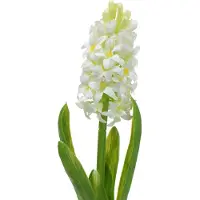 Viana Hyacint Real-Touch Wit 40cm