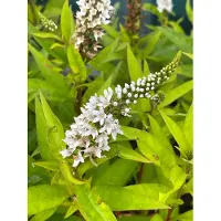 Brandless 6x Wederik - Lysimachia Clethroides | 9x9 cm pot