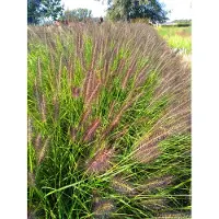 Brandless 6x Pennisetum alopecuroides 'Black Beauty' Pot 9x9cm - Prachtig siergras voor in de tuin