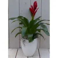 Warentuin Collection Bromelia witte hoge pot 40 cm