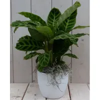 Warentuin Collection Pauwenplant Calathea groen blad witte pot 40 cm