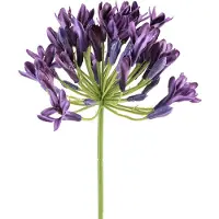 Viana Agapanthus kunstbloemen paarse decoratie lelies 75cm 2 stuks