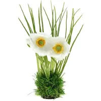 Viana Papaverwit in het gras 23cm