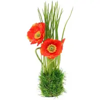 Viana Papaverrood in het gras 23cm