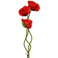 Viana Klaproos rood 58cm - 74cm 3 st