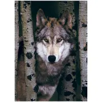 Eurographics Gray Wolf