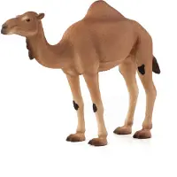 Animal planet Wildlife Arabische Kameel - 387113