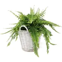 KOTARBAU Plantenmand, Gevlochten Wilg, ⌀ 38 cm, Wit, Rieten Mand Rond, met Handvatten, Mand voor Planten, Rieten Bloempot, Gevlochten Plantenmand- Rustiek Design
