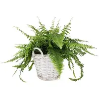 KOTARBAU Plantenmand, Gevlochten Wilg, ⌀ 31 cm, Grijs, Rieten Mand Rond, met Handvatten, Mand voor Planten, Rieten Bloempot, Gevlochten Plantenmand- Rustiek Design