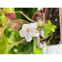 GRDplanten 6x Ooievaarsbek - Geranium macr. 'Spessart' | 9x9 cm pot