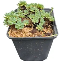 GRDplanten Sedum pachyclados - 'Fettblatt Angelina' - pot, 9 x 9 cm