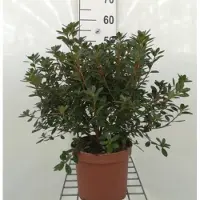 GRDplanten Azalea japonica - Japanse azalea 30- 40 cm in pot