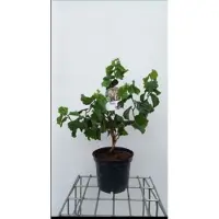 GRDplanten 2 x Corylus av. 'Medusa' - Schijnhazelaar 40- 60 cm in pot